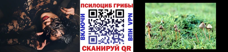 Псилоцибиновые грибы Psilocybe  купить наркотик  Александров 
